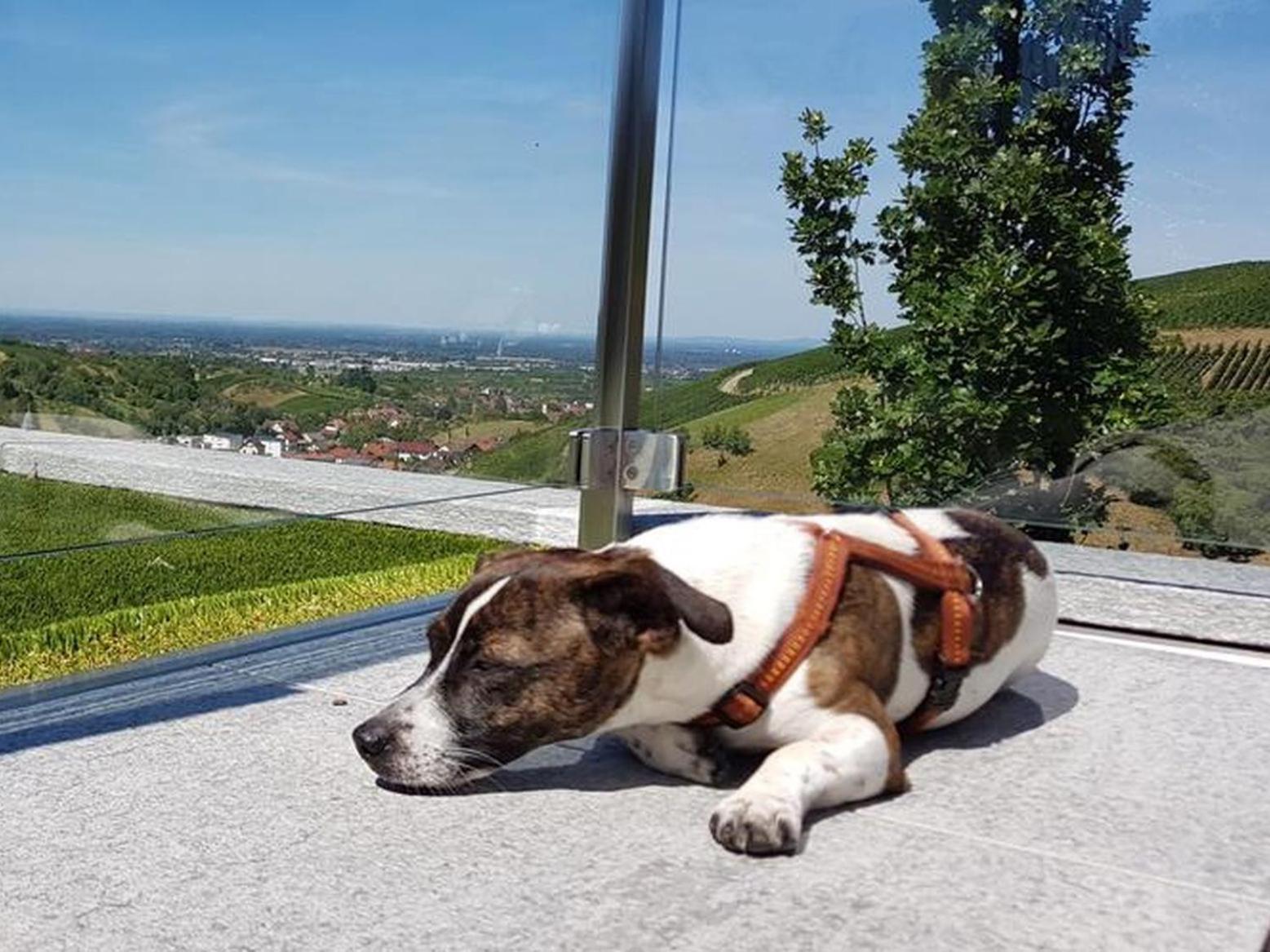 Ferienhaus Mit Panoramablick Bühlertal Esterno foto